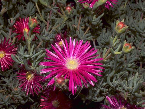 Trailing Ice Plant